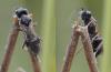Ascogaster sp.